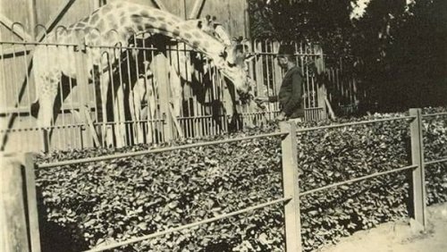 Giza Zoo