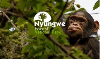Nyungwe National Forest Park, and the most important activities that can be done
