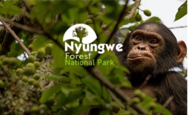 Nyungwe National Forest Park, and the most important activities that can be done