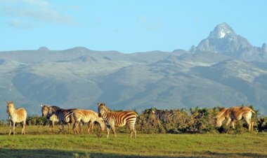 Ufunguzi wa Hifadhi ya Kwanza ya Mlima Duniani kwa Makazi ya Mnyama Bongo